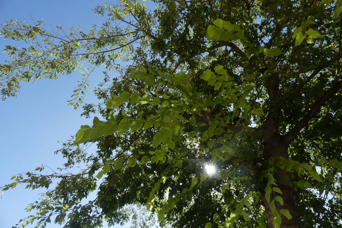 Día Medio Ambiente