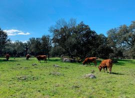 Castilla-La Mancha recibirá 11,4 millones para financiar medidas de desarrollo rural, agricultura y ganadería