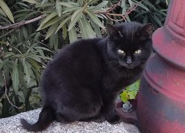 Bonamiko denuncia mensajes en redes sociales que llaman a envenenar gatos en San Clemente