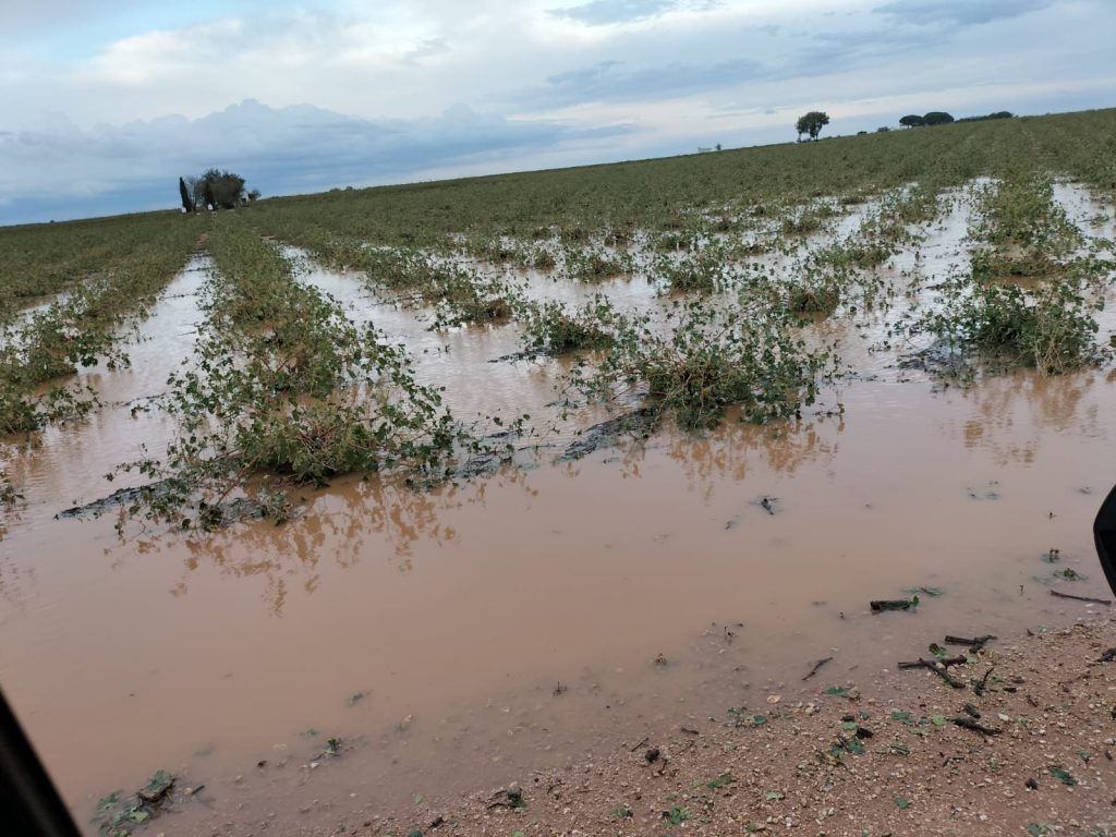 Viñedo en Las Mesas