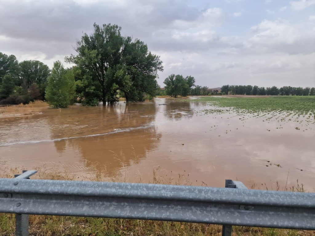 Girasol inundado junto al río Záncara en el término de Villarejo de Fuentes