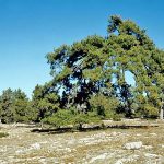 Bosque en Buenache de la Sierra