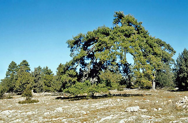 Bosque en Buenache de la Sierra