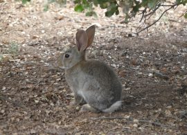 Ecologistas critica la "sobreactuación" en el conflicto entre la agricultura y la gestión del conejo en Castilla-La Mancha