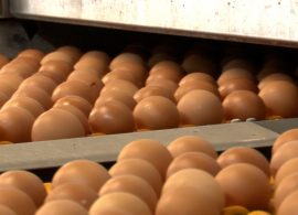 Visto bueno a una explotación avícola de Rujamar con capacidad para casi un millón de aves en San Clemente