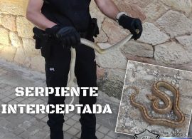 La Policía Local de San Clemente intercepta una serpiente en el entorno de la Plaza de Toros