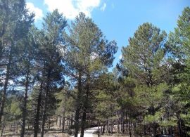 Castilla-La Mancha recibirá 3,4 millones de euros para las ayudas a la reforestación y creación de superficies forestales en 2025