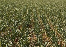 Asaja Cuenca pide más vigilancia ante la intensificación de los robos nocturnos en las plantaciones de ajo