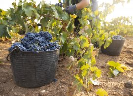 Ya se vendimia el tempranillo en la Denominación de Origen La Mancha