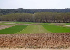 La Junta defiende que la permuta de los terrenos de Albaladejito garantiza la continuidad del Centro de Investigación Agroforestal