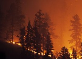 La Red SSPA recuerdan la necesidad de actuar contra el abandono de zonas rurales ante la oleada de incendios