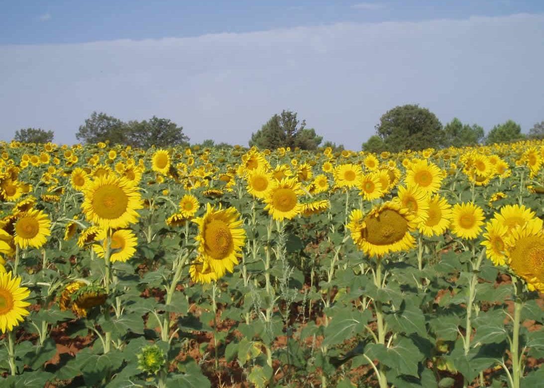 Girasol