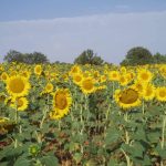 Girasol