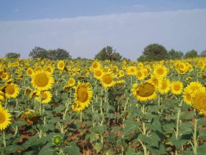 Girasol