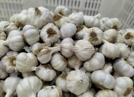 Productores de ajo reclaman medidas ante una "situación límite" que compromete la viabilidad de las explotaciones