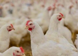 Entra en vigor el confinamiento de aves de corral en Castilla-La Mancha