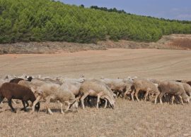 Desde el 1 de septiembre podrán solicitarse ayudas para la incorporación a regímenes de calidad agrícolas y alimenticios 
