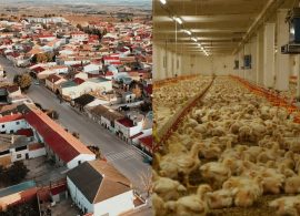 Pueblos Vivos critica la tramitación de la ampliación hasta los 123.000 pollos de una explotación avícola de El Herrumblar