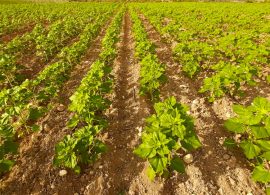 ASAJA Cuenca exige a Agricultura que comunique urgentemente las resoluciones de la ayuda agroambiental del girasol