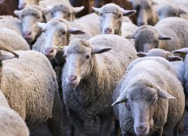 Este jueves se abre el plazo para solicitar al fomento de las razas autóctonas en Castilla-La Mancha