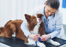 Veterinarios reivindican su actividad ante retos que vienen como el impacto del cambio climático en la sanidad animal