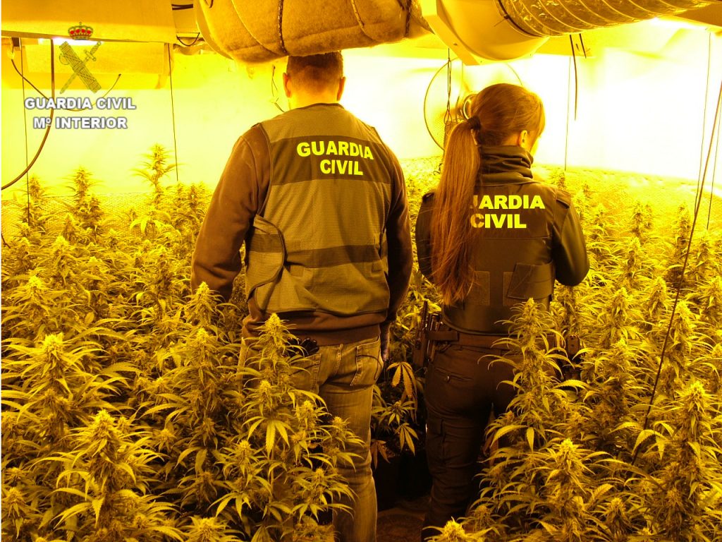 Desarticula dos plantaciones de marihuana con más de 500 plantas en Enguídanos