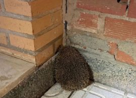La Policía Local de Cuenca rescata a un erizo de la vía pública en Avenida del Mediterráneo