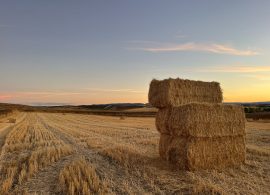 La campaña del cereal, con producciones satisfactorias en La Mancha y Manchuela y discretas en Serranía y Alcarria