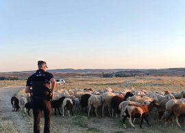 Una oveja muerta y tres heridas tras atropellar un turismo a un rebaño en el Camino de la Vereda