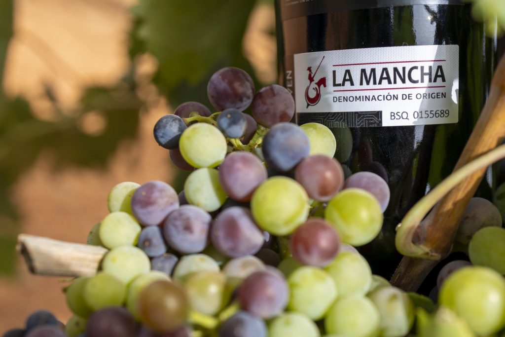 Envero y recta final para el comienzo de la vendimia 2026 en los viñedos de la DO La Mancha