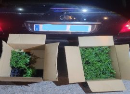 Detenido con 133 plantas de marihuana en el maletero cuando circulaba por la A-3 a la altura de Villas Viejas