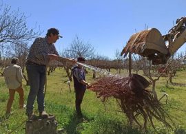 Un estudio concluye que la producción regional de pistacho presenta una alta sostenibilidad frente a otros grandes modelos productivos mundiales