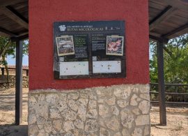 Cardenete saca a la calle su museo micológico con la ruta urbana 'Del Museo al Bosque', que se inaugura el 12 de agosto