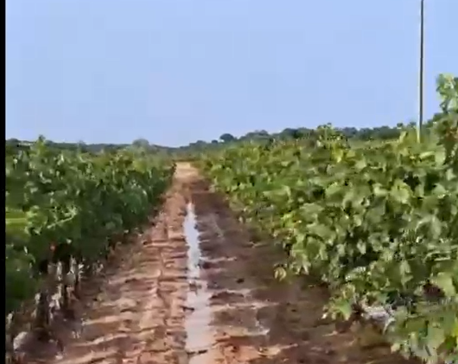 Las tormentas y los fuertes vientos castigan algunos cultivos en la Manchuela conquense