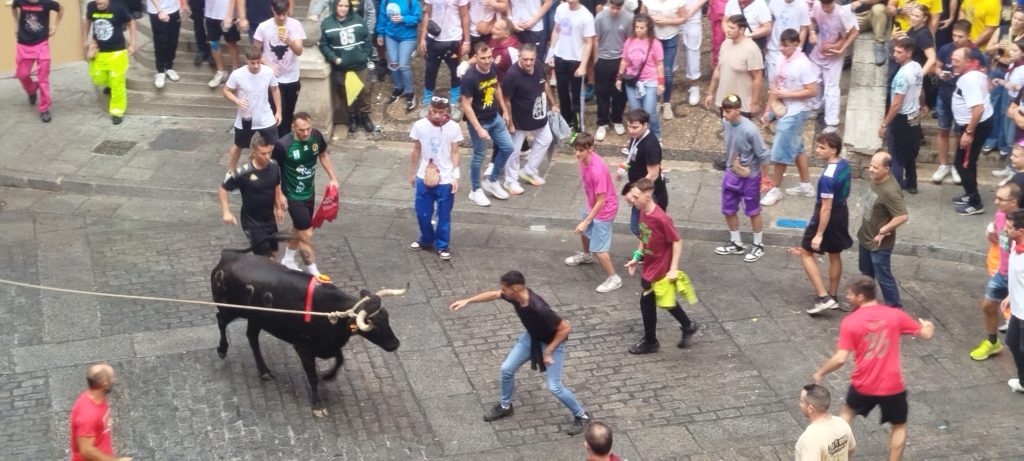 La primera tarde de San Mateo se salda con 16 atenciones y sin heridas de asta de la vaquilla