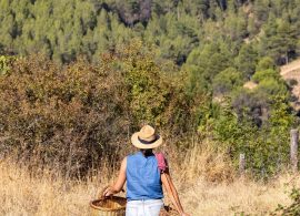 Botánica Guadiela, recolección y transformación de plantas medicinales en Arandilla del Arroyo