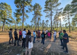 Un curso de verano de la UCLM aborda en Palomera los retos del sector forestal