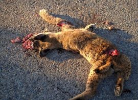 El Ayuntamiento de Villaescusa de Haro reclama medidas tras el atropello mortal de dos linces en el mismo punto de la N-420
