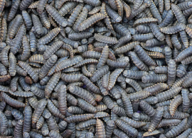 Casas de Haro, laboratorio de una investigación que utiliza insectos para convertir subproductos agroindustriales en abono ecológico