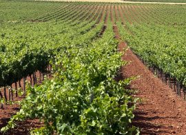 La Junta amplía al 3 de noviembre el plazo para solicitar arranque de viñedo