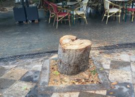 Criticas del grupo de mapeo del arbolado a la tala de un castaño de indias en la Plaza de la Hispanidad