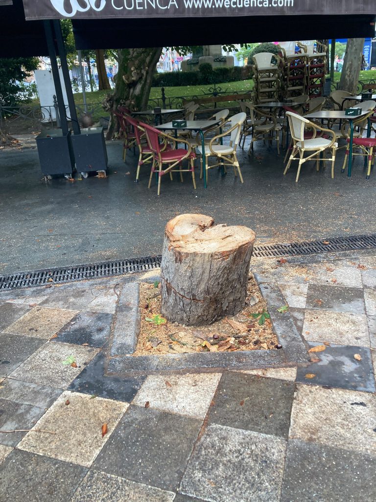 Criticas del grupo de mapeo del arbolado a la tala de un castaño de indias en la Plaza de la Hispanidad